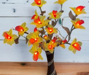 CATTLEYA 